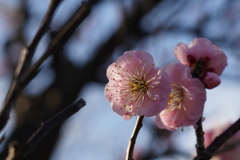 梅花陰影