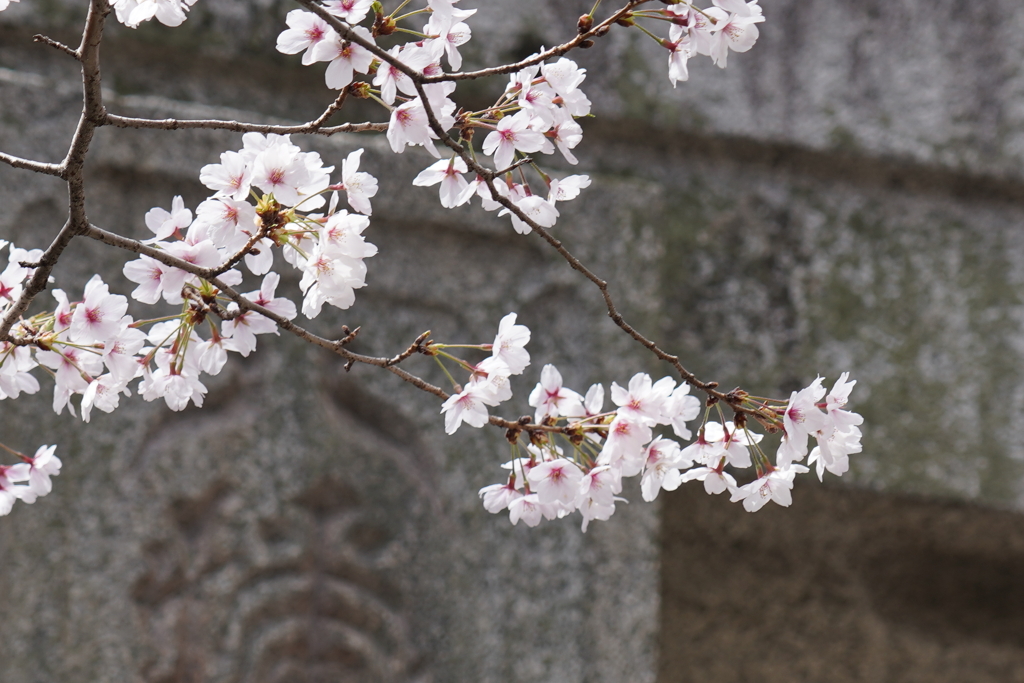 神社の桜