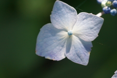 がくあじさい２