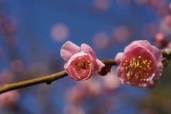 小春梅