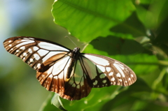 生まれたての秋蝶４