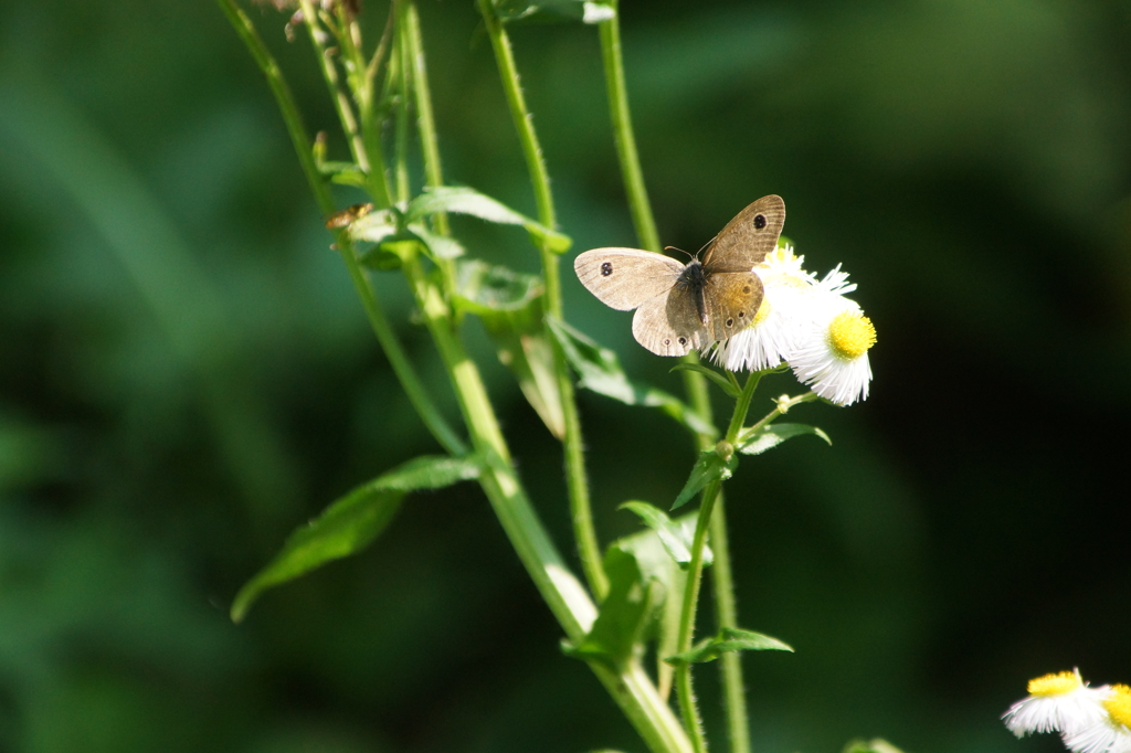 初夏の蝶３