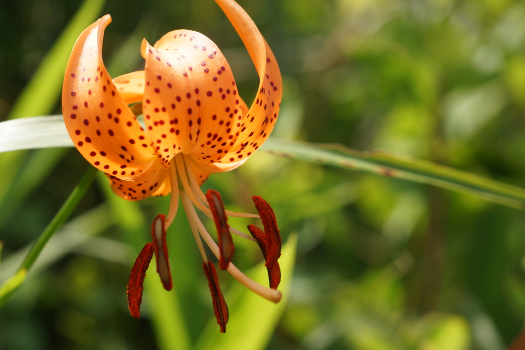 熱の花