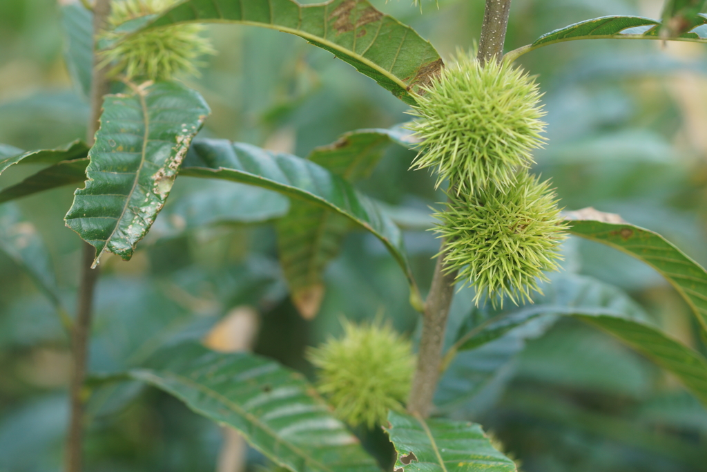 early in the autumnn2