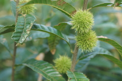 early in the autumnn2