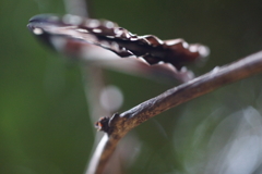 あさぎまだら２