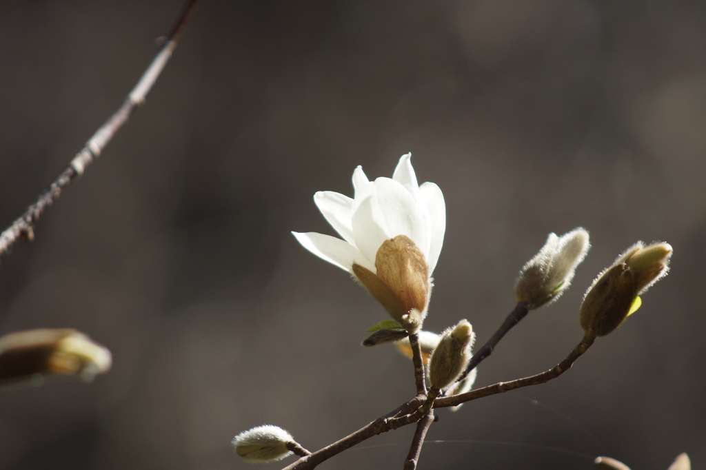 木蓮の咲くころ