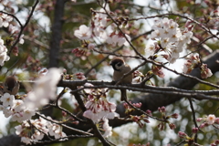 撮れてました