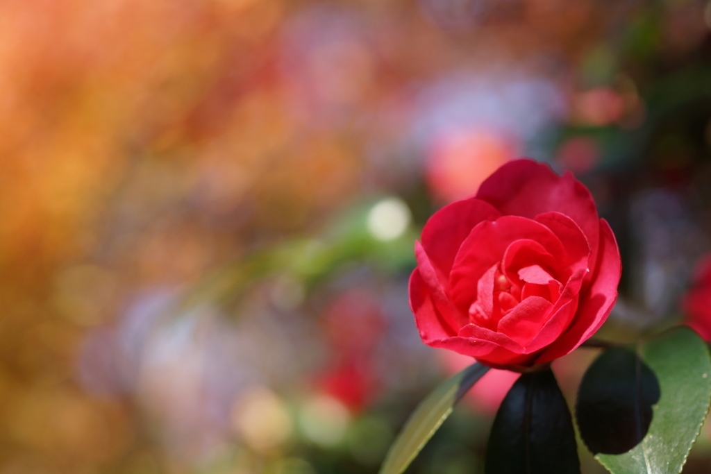 山茶花と紅葉