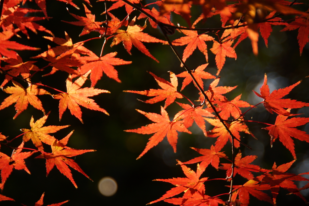下鴨神社　紅葉