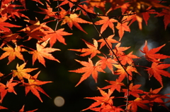 下鴨神社　紅葉