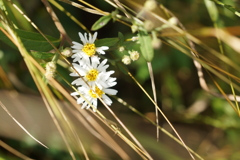 山の小菊