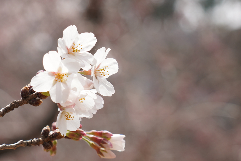 桜晴れ