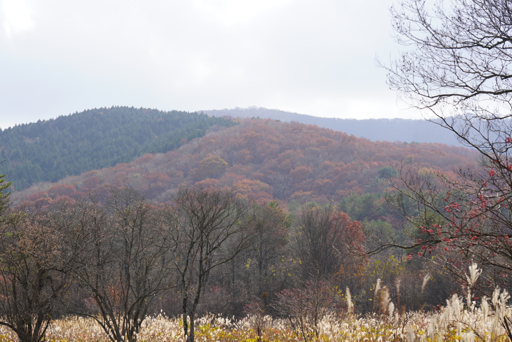 晩秋の高原