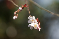 山桜６