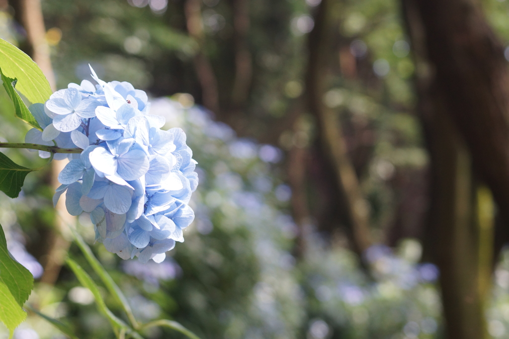 森のあじさい４
