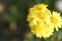 重ね菊