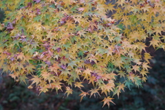 薄黄２