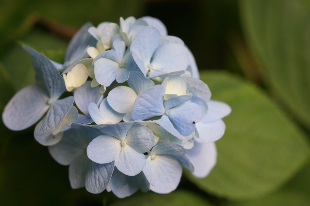 アジサイの森で２