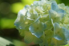 森のアジサイ　色づき始め