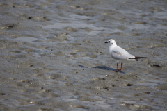 干潟の鳥２