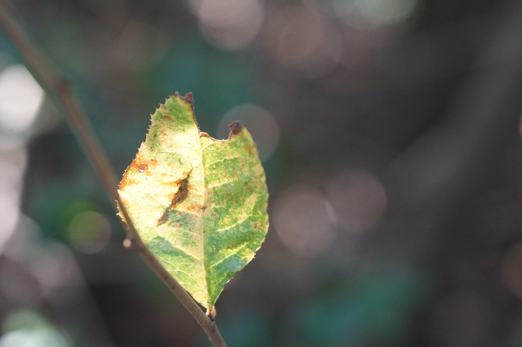 A leaf 