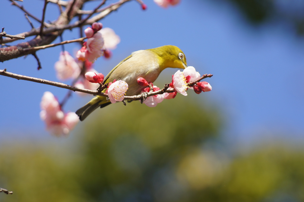めじろ