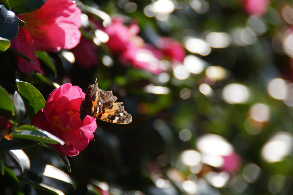 A sunny day,november