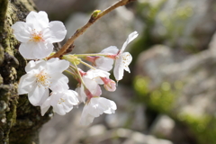 石垣と桜