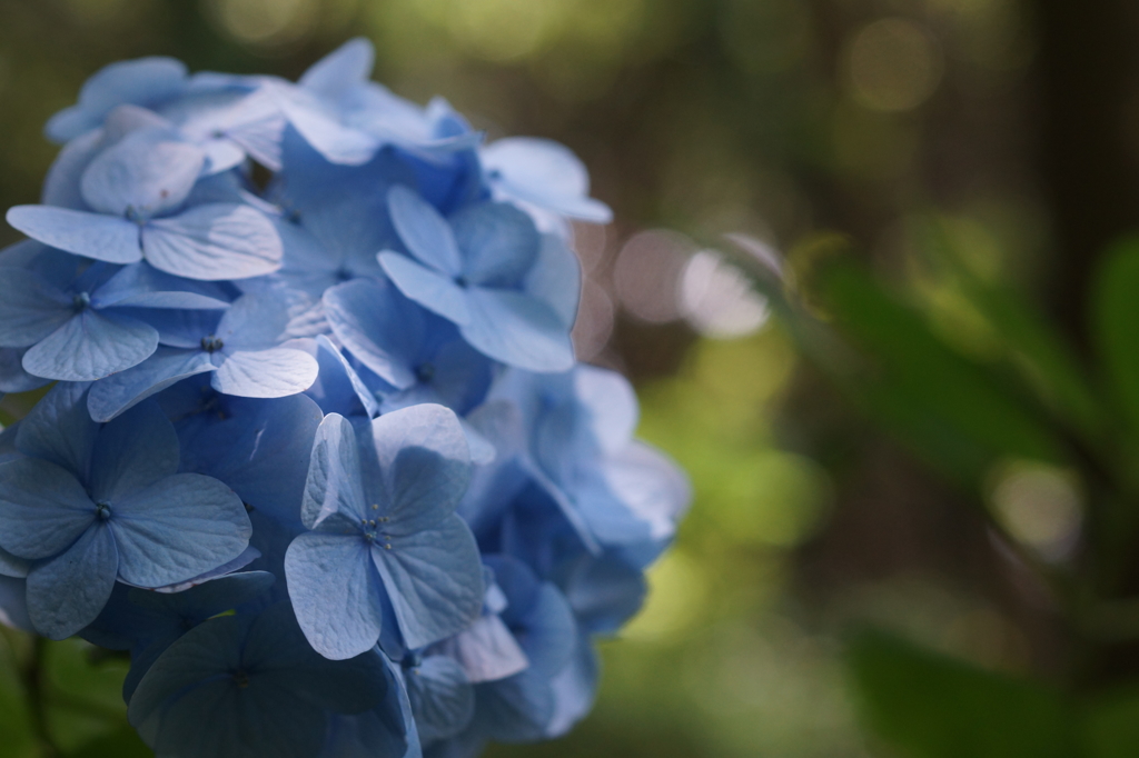 森のあじさい３