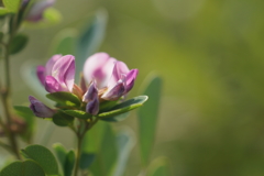 萩の花