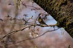 桜とメジロ３