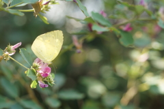 萩とキチョウ２
