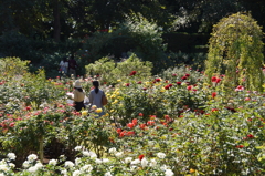 薔薇園にて
