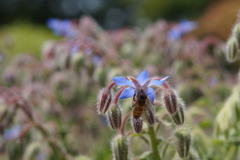 ボリジに蜂