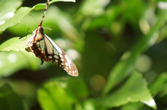 生まれたての秋蝶２