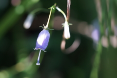 つりがねブルー