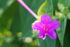 路傍の花