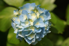 思い出のアジサイ３