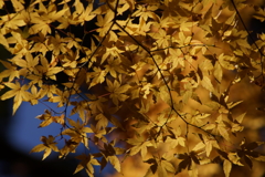 gold&blue