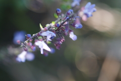 purple fantasic