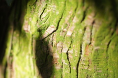 木肌２