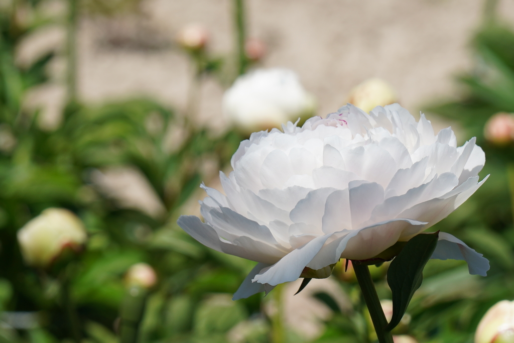 芍薬園にて