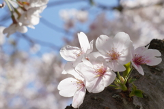 晴桜