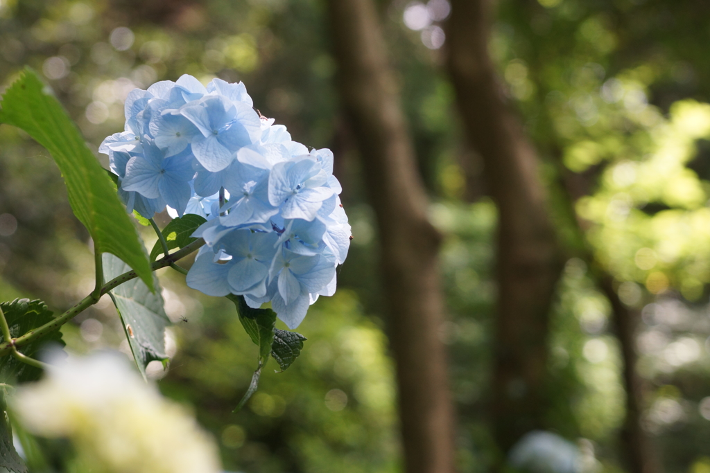 アジサイの森で６
