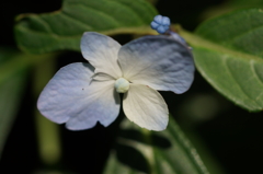 新花