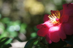 山茶花