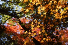 繚乱