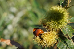 秋のはじまり２