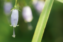 小さなつりがねたち